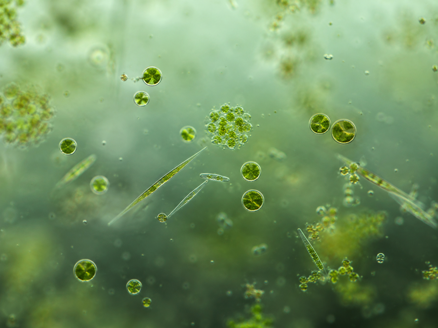 How to Dose Phytoplankton in a Reef Aquarium