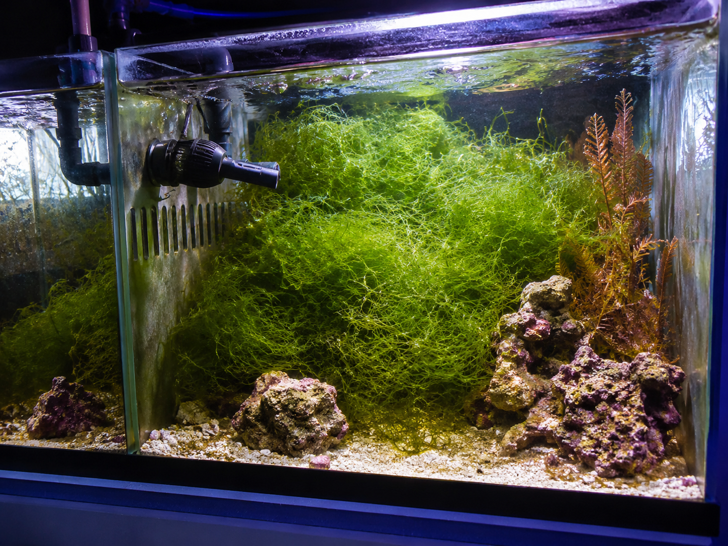 Building a Refugium