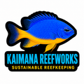 Kaimana Reefworks Sticker — Azure Damselfish