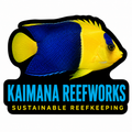 Kaimana Reefworks Sticker — Bicolor Angelfish