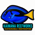 Kaimana Reefworks Sticker — Blue Tang