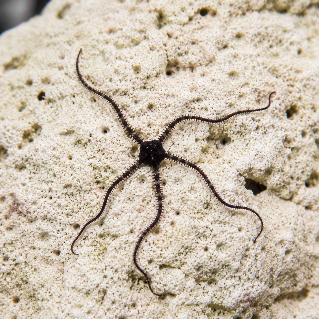 Micro Brittle Starfish – 5 Pack