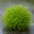 Live Chaetomorpha Macroalgae — Refugium Chaeto