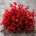 Live Dragon’s Breath Macroalgae — Halymenia sp.