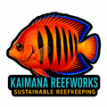 Kaimana Reefworks Sticker — Flame Angelfish
