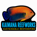 Kaimana Reefworks Sticker — Hawaiian Potter’s Angelfish