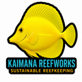 Kaimana Reefworks Sticker — Hawaiian Yellow Tang