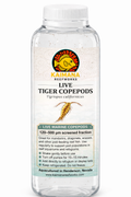 Tigriopus Copepods
