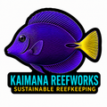 Kaimana Reefworks Sticker — Purple Tang