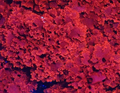 Live Atomic Broccoli Macroalgae — Gracilaria sp.