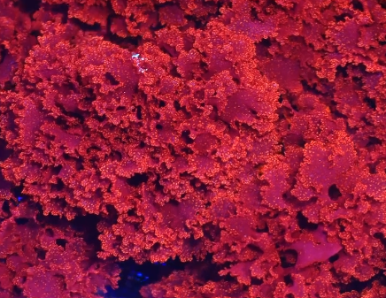 Live Atomic Broccoli Macroalgae — Gracilaria sp.