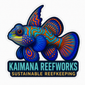 Kaimana Reefworks Sticker — Mandarin Dragonet