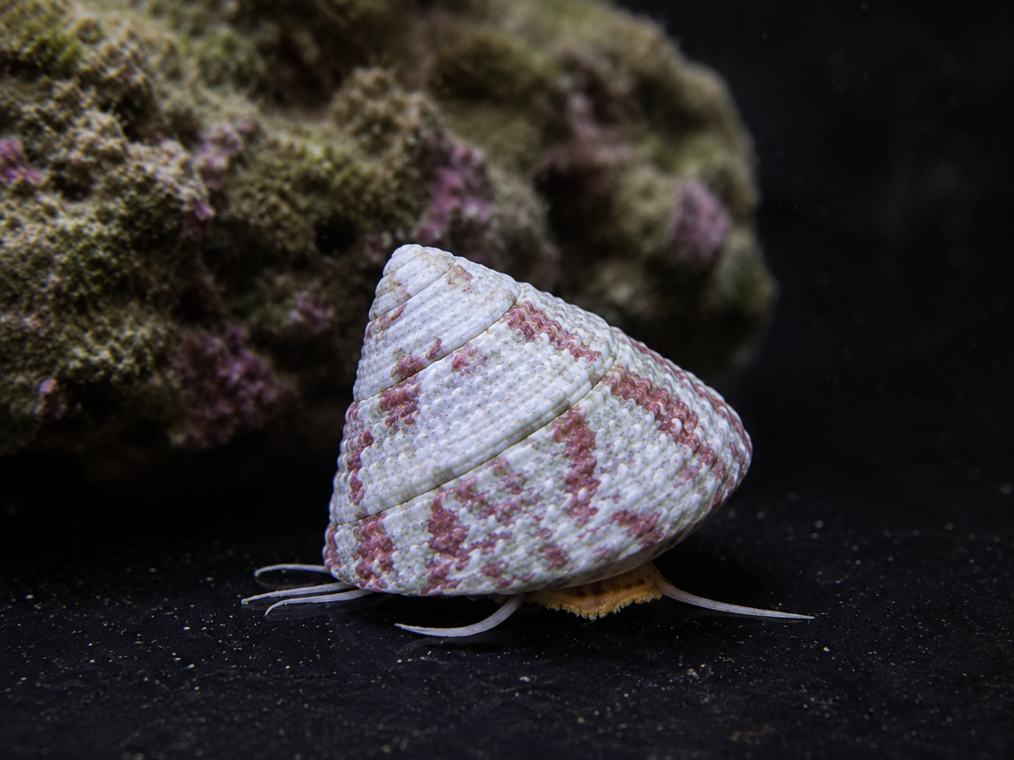 Trochus Snail (5 Pack)